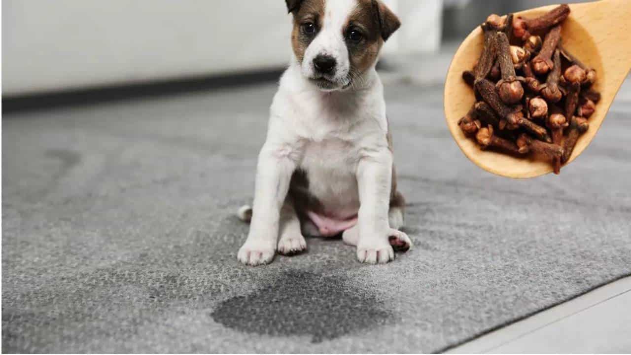 Spray Caseiro para seu pet não urinar pela casa toda