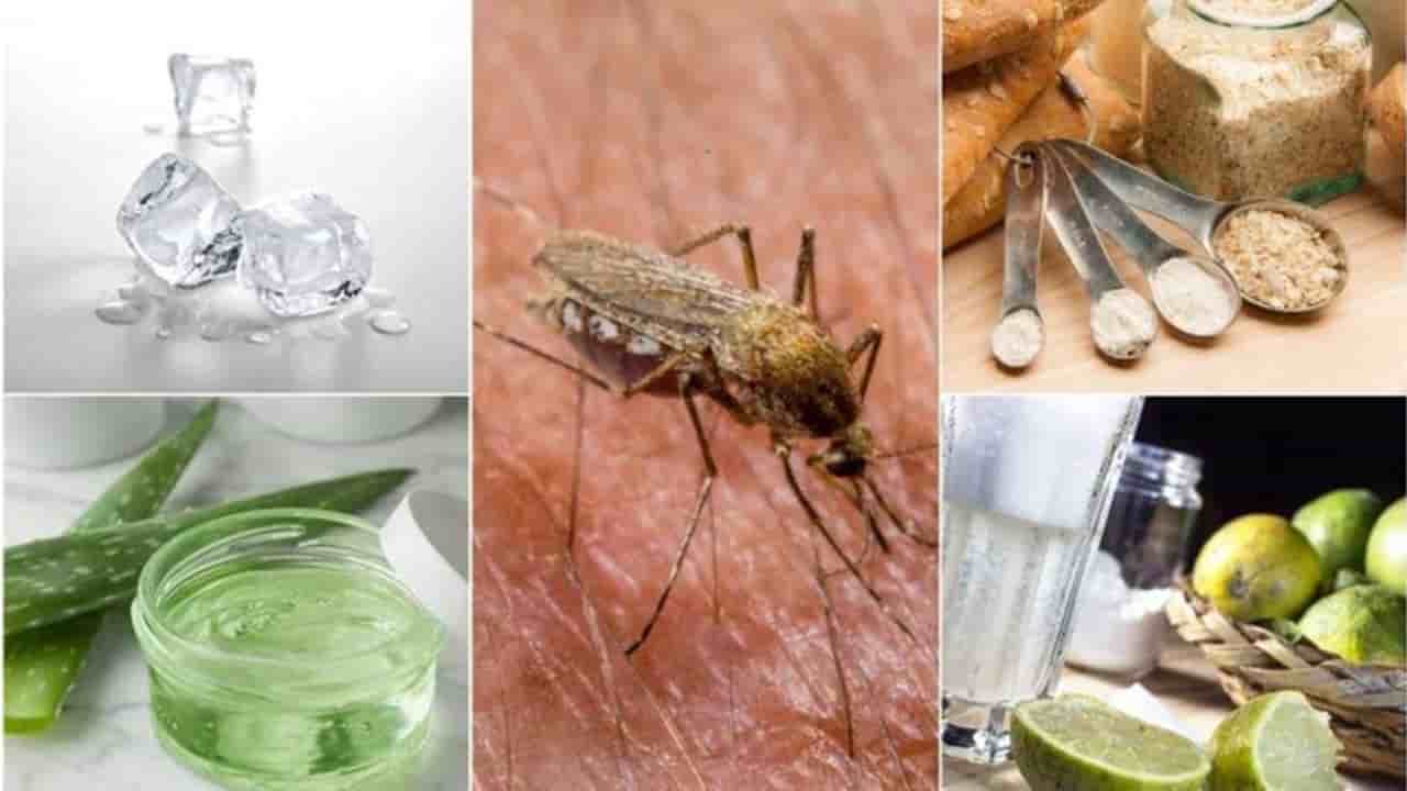 Mosquitos e remédios caseiros