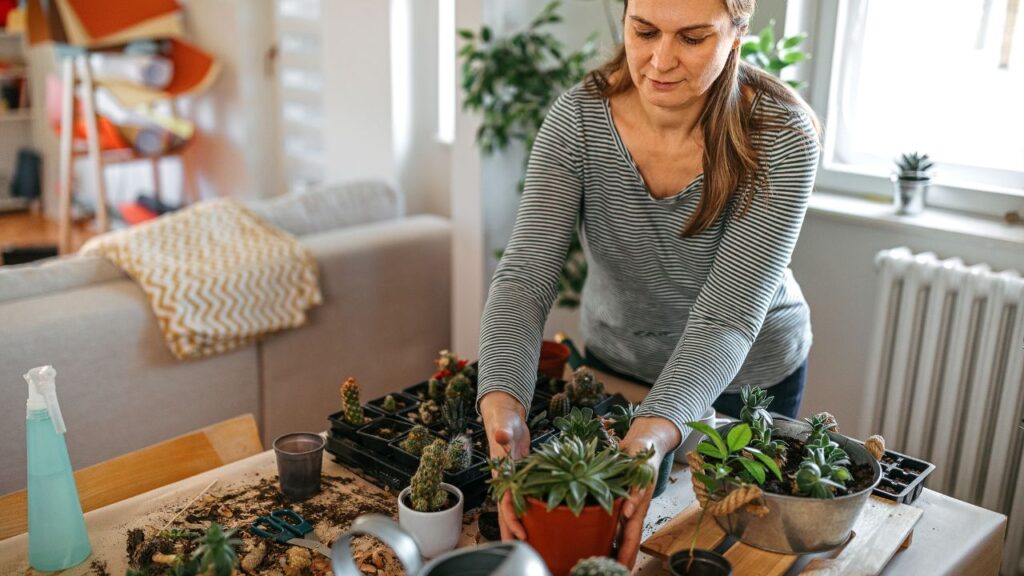 plantas para remover de sua casa